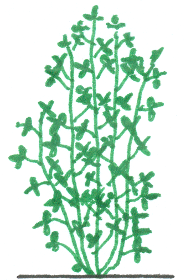 Alfalfa Plant