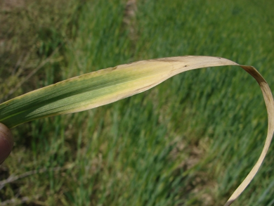 K deficient
                barley leaf