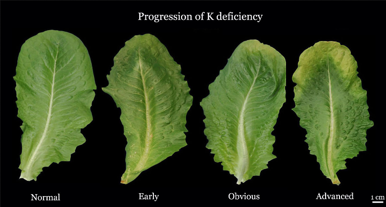 Potassium deficiency on lettuce leaves