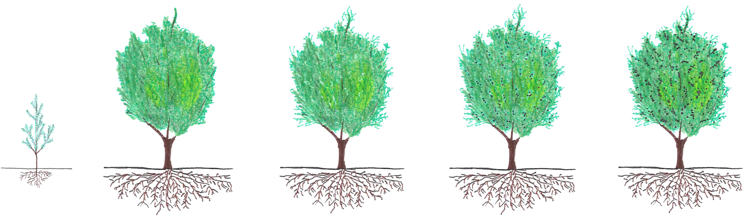 Olive Tree Spacing — The Olive Oil Source