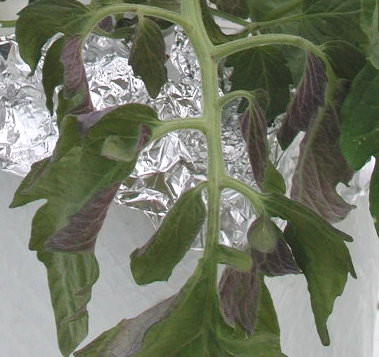 Picture of
                      P deficient Tomato leaf